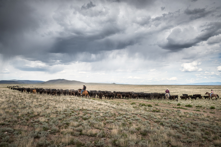 The Mestas family driving a herd of cattle on the Mestas Ranch in the middle of the Rio Grande National Forest near the Colorado/New Mexico border north of Taos, New Mexico.