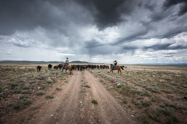 The Mestas family driving a herd of cattle on the Mestas Ranch in the middle of the Rio Grande National Forest near the Colorado/New Mexico border north of Taos, New Mexico.